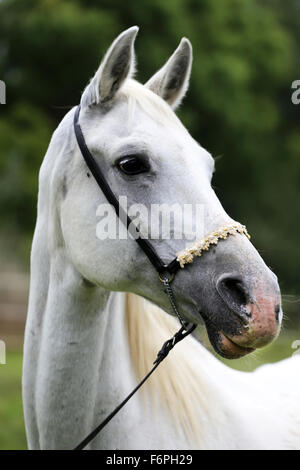 Kopfschuss, der eine schöne reinrassige graue arabische Stute Stockfoto