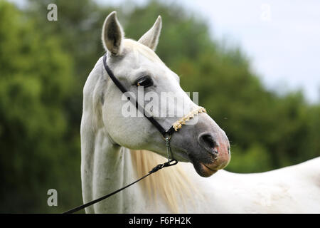 Schönen Schuss in den Kopf eines arabischen Pferdes auf natürlichen Hintergrund Stockfoto
