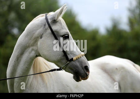 Seite Ansicht Porträt einer grauen farbigen arabische Stute Stockfoto