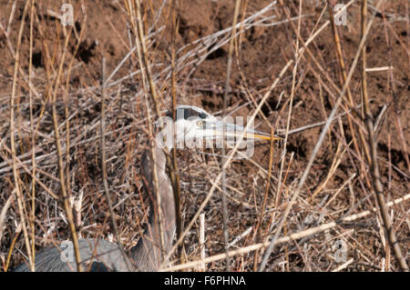 Great Blue Heron (Ardea Herodias) Augen die Fangmöglichkeiten von der Bank eine Urcun in Bosque del Apache Wildlife Refu Stockfoto