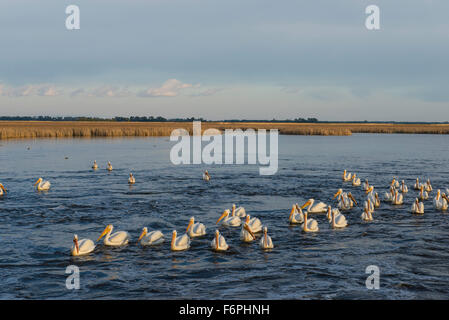 American White Pelikan (Pelecanus Erythrorhynchos) Sand Lake National Wildlife Refuge, South Dakota, USA Stockfoto