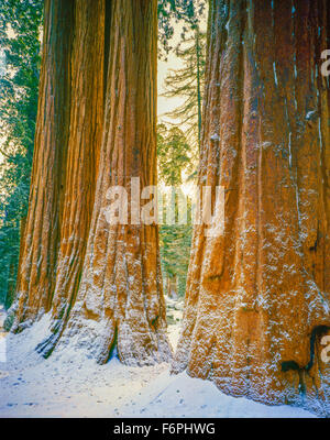 Sequoia Bilder im Schnee, Sequoia National Park, Kalifornien, Sierra Nevada Mountains, weltweit größte Bäume Stockfoto