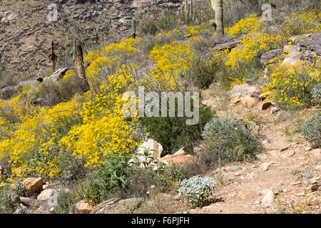 Brittlebush wächst unter Saguaro Kakteen entlang der Arizona-Trail, Saguaro National Park, Arizona Stockfoto