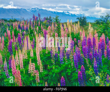 Südalpen und Lupine, Mt. Cook Nationalpark, Neuseeland Südinsel Stockfoto