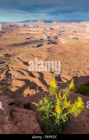 Princes plume Blüten am Green River Overlook, Canyonlands National Park, Utah Insel im Stadtteil Himmel, Stanleya [innata Stockfoto