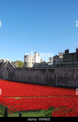 Mohn in den Tower of London 2014 Stockfoto