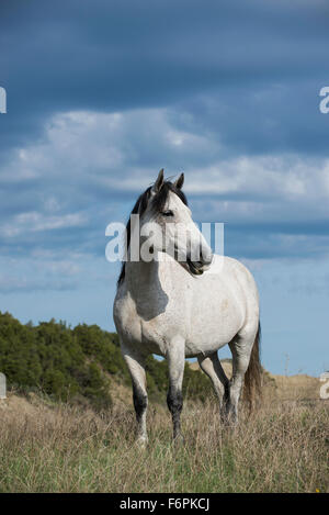 Wildpferd (Equs Ferus), Mustang, Feral, Theodore-Roosevelt-Nationalpark, Badlands, N. Dakota USA Stockfoto