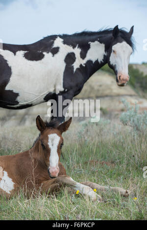 Wilde Pferde (Equs Ferus), Mustang, Feral, mit Fohlen, Theodore-Roosevelt-Nationalpark, Badlands, N. Dakota USA Stockfoto