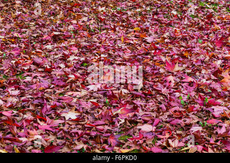 Rote Ahornblätter verstreut auf einem Rasen, Vancouver, Kanada Stockfoto