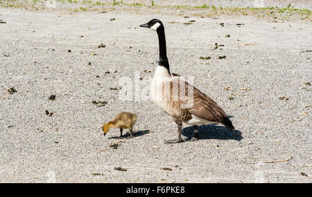 Einzelne Erwachsene Kanadagans wacht über eine niedliche Junge Gosling Kies Boden zu betrachten. Stockfoto