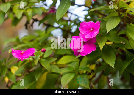 Nahaufnahme einer üppigen hängenden Anlage mit lebhaften rosa Blüten im Sommer Stockfoto