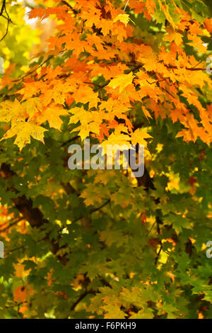 Bunte Ahornbaum Blätter beginnend im frühen Herbst ändern Stockfoto