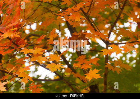 Bunt rot und orange Ahorn Blätter im Herbst ändern Stockfoto