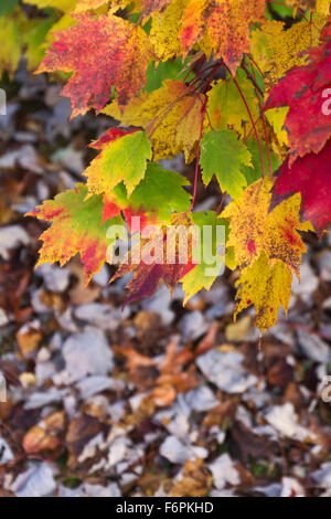 Eine bunte Mischung aus trocken gemischten Baum Blätter im Herbst Stockfoto