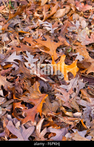 Eine bunte Mischung aus trocken gemischten Baum Blätter im Herbst Stockfoto