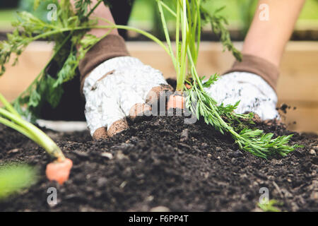 Nahaufnahme von Frau pflanzt Karotten im Garten Stockfoto