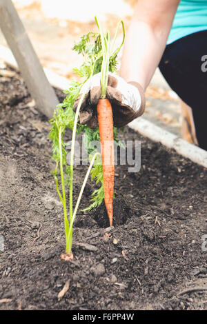Frau pflanzt Karotten im Garten Stockfoto
