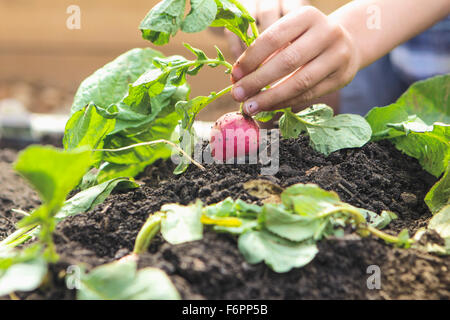 Kaukasische junge Kommissionierung Radieschen im Garten Stockfoto