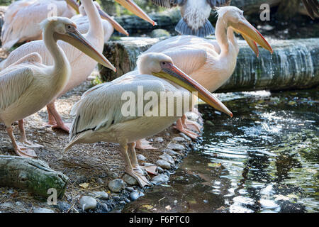 Rosa-backed Pelikane (Pelecanus saniert) trinken Stockfoto