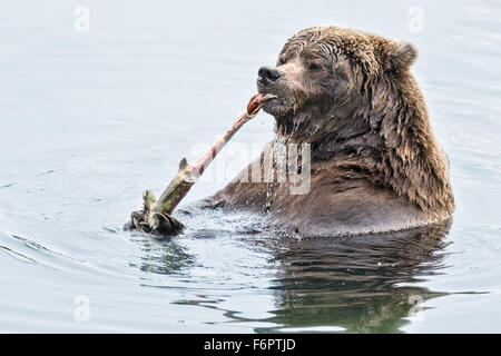 Eine Reife weibliche Küsten Braunbär, Katmai Nationalpark Mitarbeitern als "Vier Ton" bekannt (nach ihre eindeutige Id #410) Stockfoto