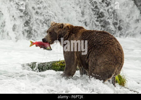 Männliche Braunbären fangen laichen rot Lachs an den Brooks Falls, Katmai Nationalpark, Alaska Stockfoto