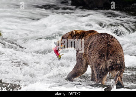 Männliche Braunbären fangen laichen rot Lachs an den Brooks Falls, Katmai Nationalpark, Alaska Stockfoto