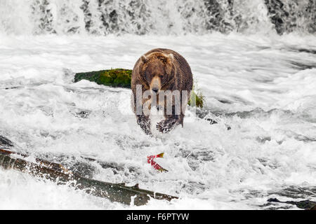Ein subadulte männliche Braunbären jagt ein Sockeye Lachs, als es unter Brooks Falls flieht Stockfoto