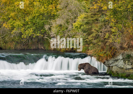 Ein große männliche Braunbären wartet geduldig unter Brooks Falls ein Sockeye Lachs zu fangen Stockfoto