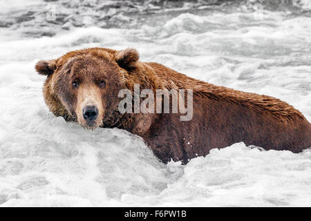 Der Erwachsene Braunbär, den Spitznamen "Spot", besetzen einen Patch des Flusses unterhalb der Fälle mit einem natürlichen Whirlpool, Brooks Falls Stockfoto