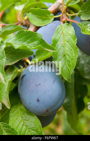 U-Pick Brooks Pflaumen, Marion County, Oregon Stockfoto