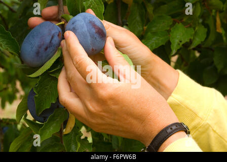 U-Pick Brooks Pflaumen, Marion County, Oregon Stockfoto