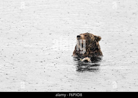 Weibliche Braunbären Fütterung auf Lachs Stockfoto