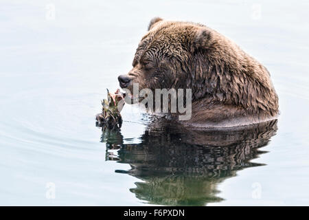 Weibliche Braunbären Fütterung auf Lachs Stockfoto