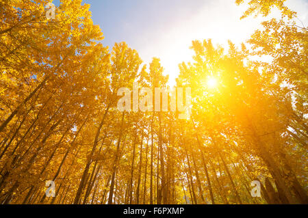 Blick nach oben der Fall Aspen Bäume, gefilterte Sonnenlicht, Leh Bezirk im Bundesstaat Jammu und Kaschmir, Indien. Stockfoto
