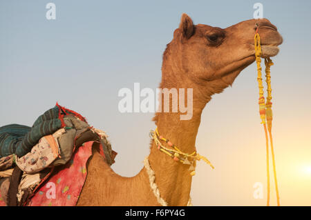 Kamel im Sonnenaufgang hautnah, Wüste in Indien Stockfoto