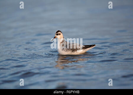 Grau (rot) Phalarope, Phalaropus Fulicarius, Fütterung auf Küste während auf migration Stockfoto