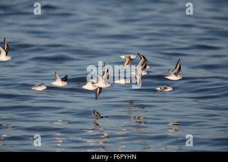 Sanderling, Calidris Alba, Herde, die Uferlinie überfliegen Stockfoto