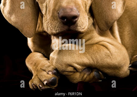 Nahaufnahme Portrait Vizsla Welpen Hund gerichtete Kamera im Studio auf schwarzen Pfoten Vorderbeine auf gefaltet unter Fang Nase lange Schlappohren Stockfoto