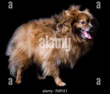 Wind geblasen lächelnde braune Pommerschen Hund stehen im Studio auf schwarzem Hintergrund Stockfoto