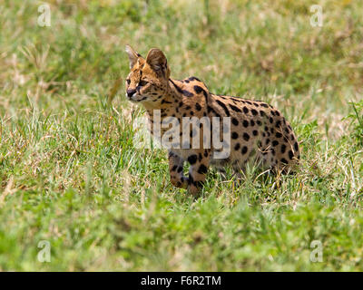 Serval bereit zum Sprung Stockfoto