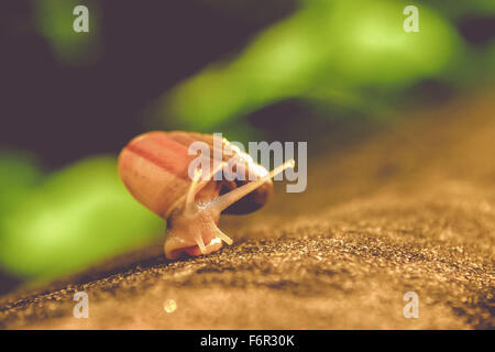 Schnecke allein zu Fuß auf dem Betonboden mit den Lichteffekt aus Sonnenlicht am Morgen Stockfoto