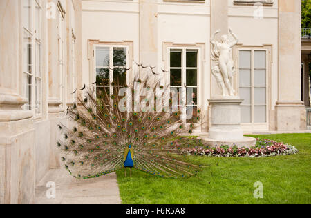 Pfau, bunte Heck stehend auf Rasen Gesicht zur Kamera auszusetzen, Leben Touristen tierischen Attraktion, Pavo Cristatus Männchen Stockfoto