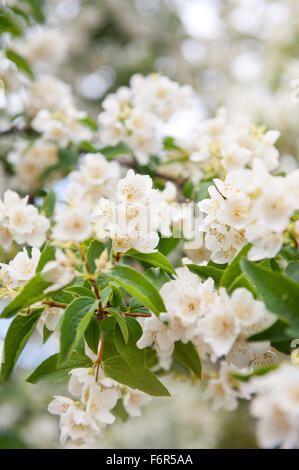 Philadelphus weiße Blüten Nahaufnahme, Mock Orange blühenden Strauch in der Hydrangeaceae-Familie... Stockfoto