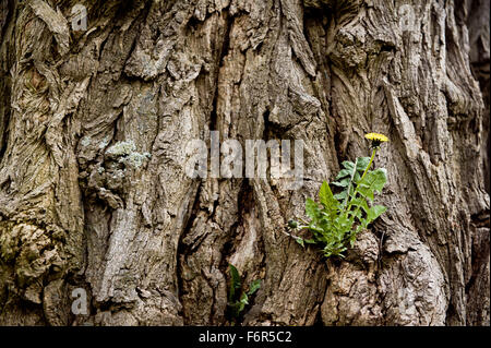 Löwenzahn in der Baumrinde, Taraxacum gelbe Blüte Kräutermedizin in der Familie Asteraceae, eine Pflanze blühen mehrjährige... Stockfoto