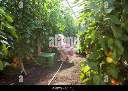 Kleines Mädchen, die Ernte von Tomaten im Gewächshaus Stockfoto