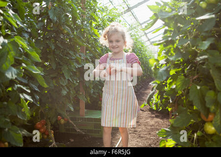 Kleines Mädchen, die Ernte von Tomaten im Gewächshaus Stockfoto