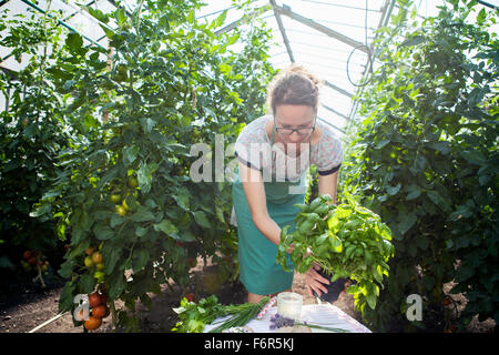 Weibliche Gärtner unter Tomatenpflanzen im Gewächshaus Stockfoto