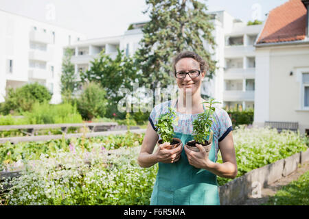 Weibliche Gärtner hält Basilikumpflanzen im freien Stockfoto