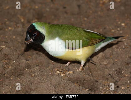 Juvenile australische schwarze Spitze Prachtfinkenart Finch oder Regenbogen Finch (Erythrura Gouldiae) Stockfoto