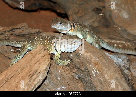 Paar östlichen nordamerikanischen oder Oklahoma Kragen Eidechsen (Crotaphytus Collaris) Stockfoto